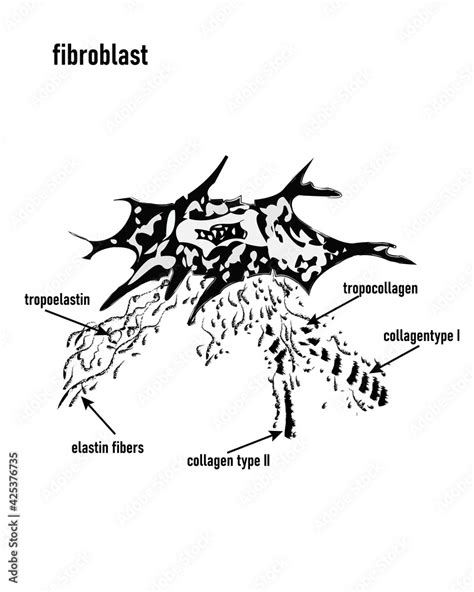 Grafika Wektorowa Stock Fibroblast Is A Dermis Cell Structure Of