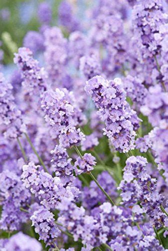 Lavender Live Plants 4 Size Pick From Different Varieties