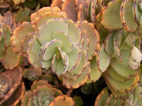 Descubre La Diversidad De Kalanchoe Conoce Las Diferentes Variedades Y