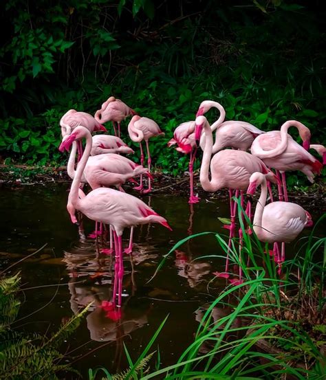 Premium Photo Flamingo Birds In Lake