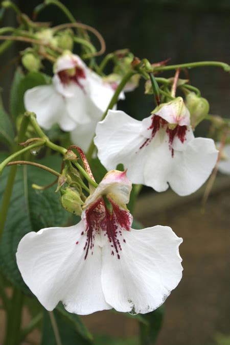 Impatiens Tinctoria Pan Global Plants