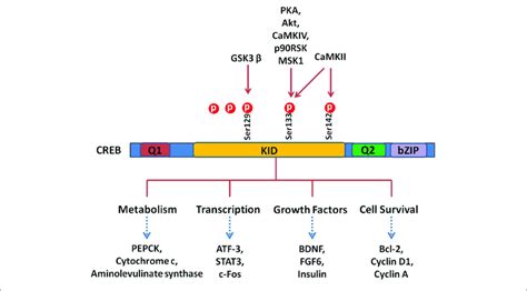 CREB And Its Downstream Substrates The CREB Contains Q1