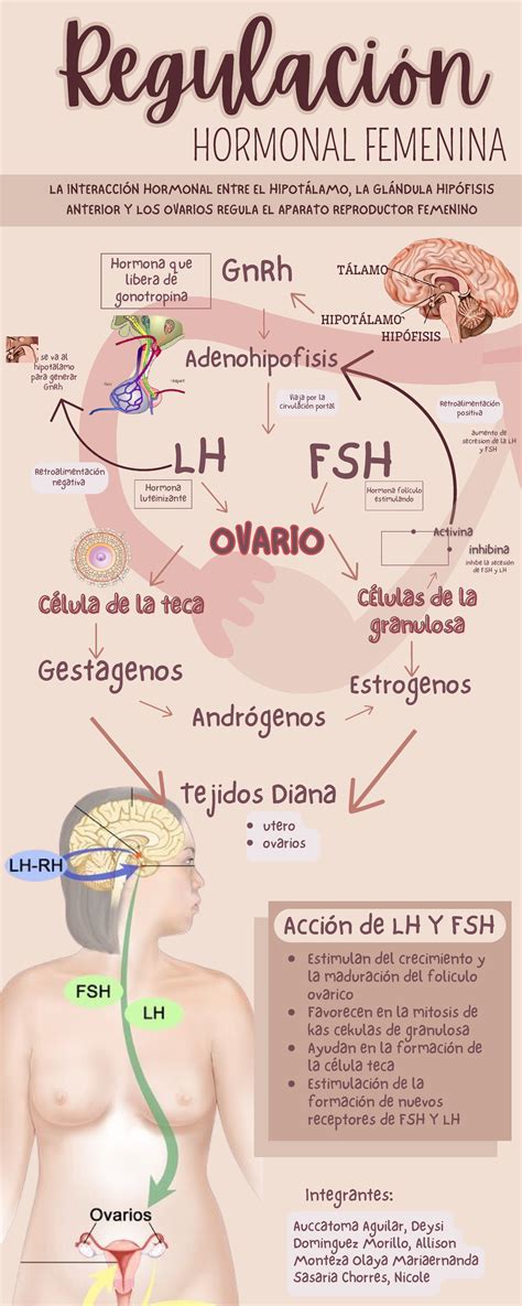 Infografia Regulaci N Hormonal Lh Fsh Hormona Fol Culo Estimulando