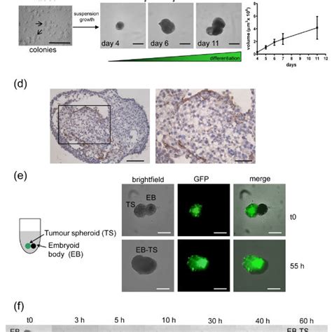 Tumor Spheroid Growth Ultra Low Attachment Ula 96 Well Download Scientific Diagram