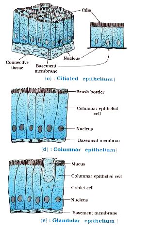 Stratified Squamous Epithelium Labeled Diagram