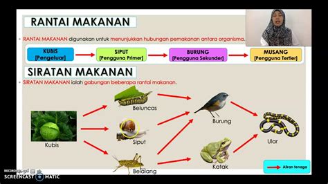 Sains Tingkatan Kssm Bab Ekosistem Aliran Tenaga Dalam Hot Sex Picture