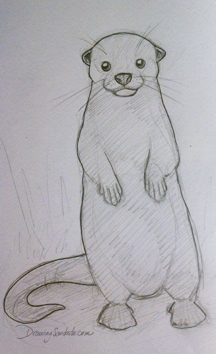 Doodle 016 Otter Cuteness Animal Sketches Animal Drawings Cartoon