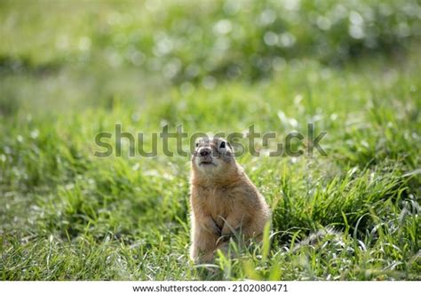 Fat Gopher Sitting Clearing Among Grass Stock Photo 2102080471 ...