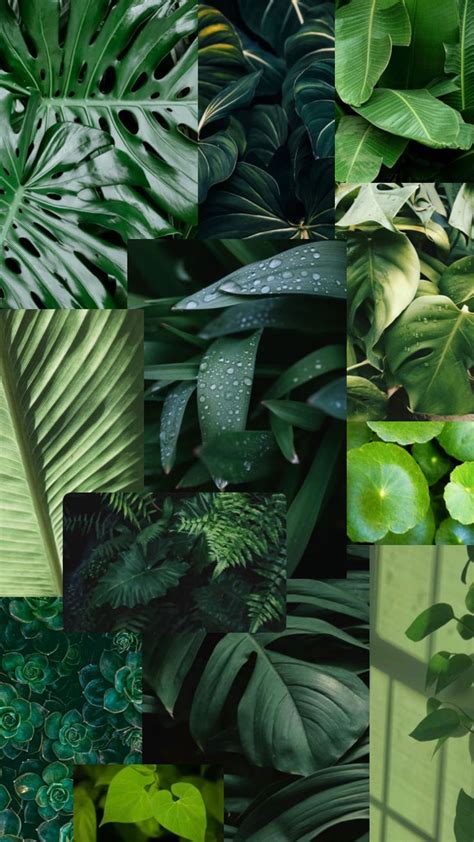 Check out gabrielleyowell's Shuffles Green aesthetic wallpaper #plants ...