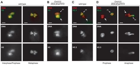 CHD1 Is Required For Incorporation Of Histones Into Decondensing Sperm