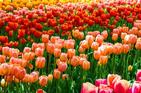 Keukenhof 꽃 정원 Lisse 네덜란드 네덜란드의 튤립 필드 무료 사진