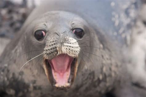 Foca Gris Caracter Sticas H Bitat Alimento Reproducci N Amenazas