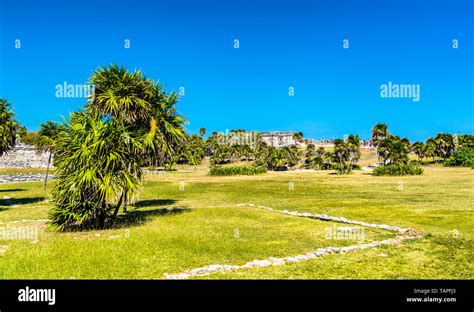 Heiliger Baum Der Mayas Stockfotos Und Bilder Kaufen Alamy