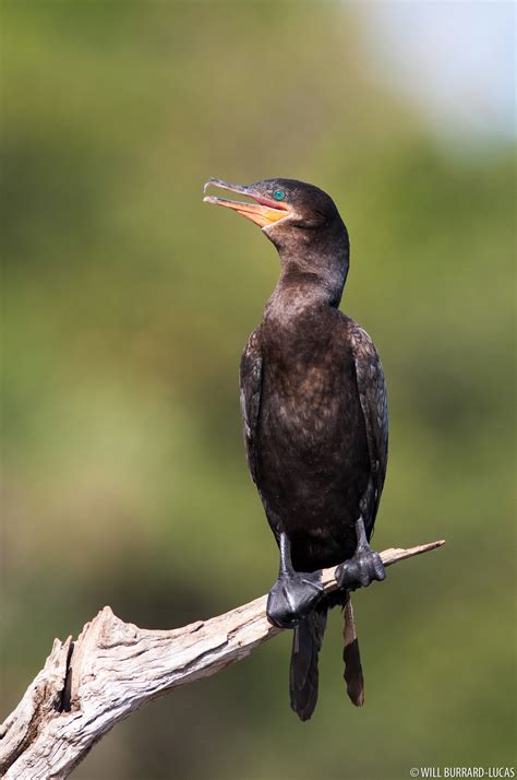 Cormorant | Will Burrard-Lucas