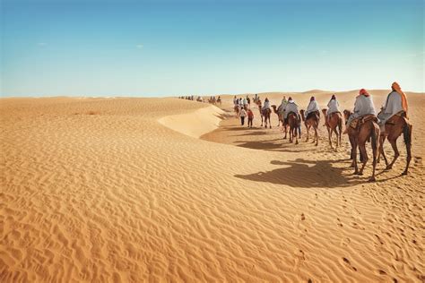 desert, Camels, Nature Wallpapers HD / Desktop and Mobile Backgrounds