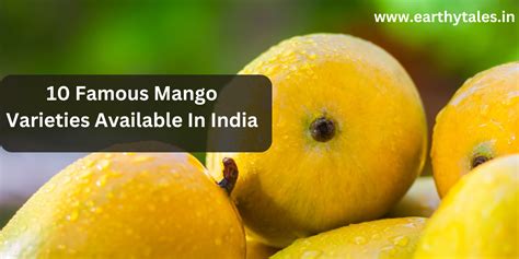 10 Famous Mango Varieties Available In India - Earthy Tales