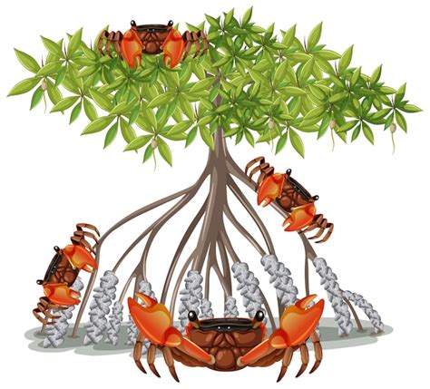 Free Vector | Mangrove Root Crab with Mangrove Tree in cartoon style on ...