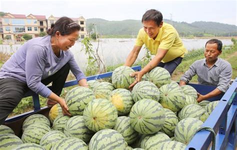 江西袁州：果蔬飘香致富路 人民图片网