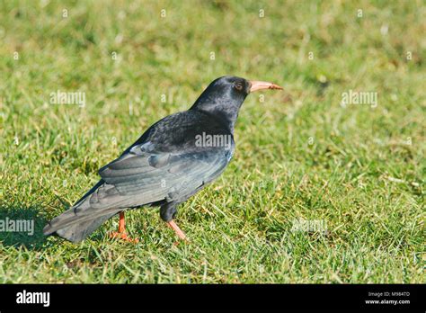 Chough bird hi-res stock photography and images - Alamy