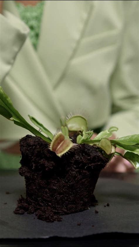 Revelamos Por Qu Tu Subconsciente Te Lleva A La Selva De Plantas