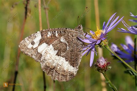 Wei Er Waldportier Bild Bestellen Naturbilder Bei Wildlife Media