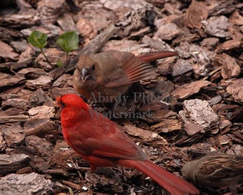 Perching Birds - Cardinal Babies