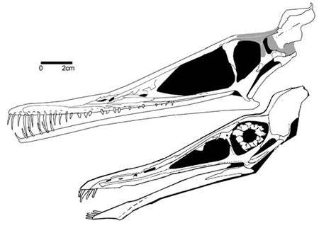 Cycnorhamphus Pictures And Facts The Dinosaur Database