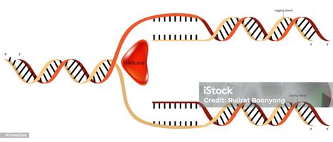 Dna Replication Synthesis Of Leading Strand And Lagging Strand During Dna Replication Stock