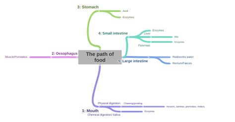 The Path Of Food Coggle Diagram