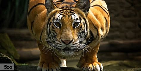 (PHOTOS) 9 Stunning Photos of Tigers That Will Make You Astonished ...