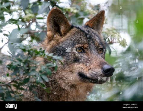 El Lobo El Lupus Canis Es Un Miembro De Los Mamíferos Orden Conocida