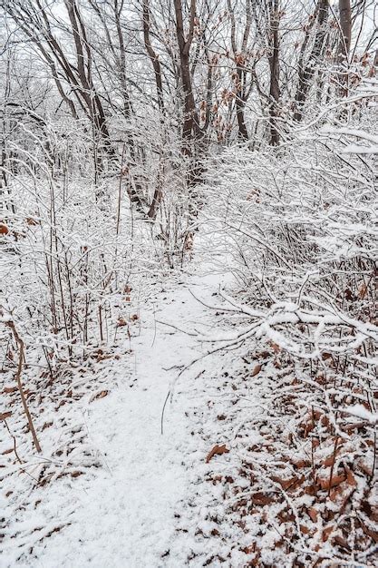 O Parque Coberto Por Uma Fina Camada De Neve No Inverno O Parque