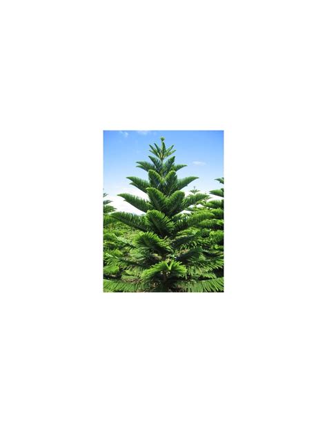 Norfolk Pine Araucaria Heterophylla Araucaria Excelsa For Sale Live