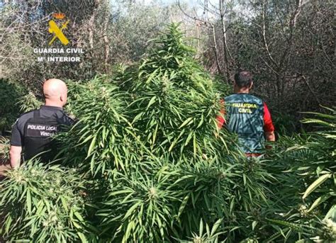 Cinco detenidos en Vinaròs por cultivar 138 plantas de marihuana junto