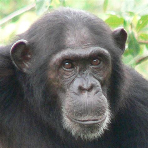 Chimpanzee Behavior and Conservation | Datafloq