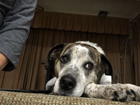 Town Of Saugerties Animal Shelter - How to describe a young pup (about