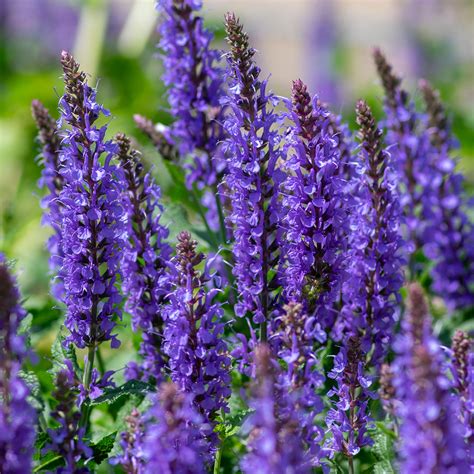 Purple Leaf Flowering Plants