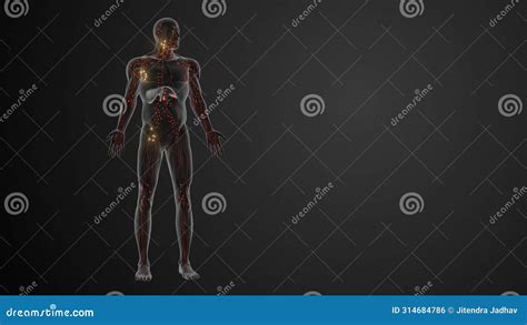 Prognosis and Staging of Lymphoma Stock Photo - Image of illness ...