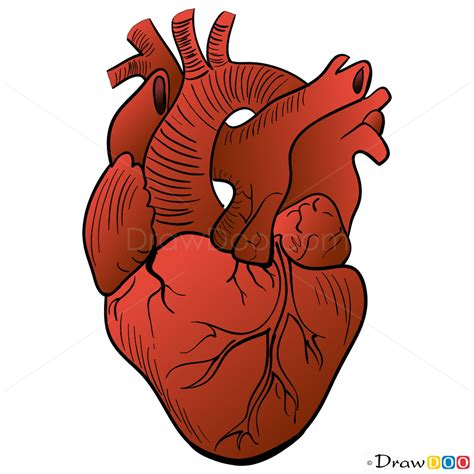 Human Heart Pencil Drawing A Step By Step Guide For Creating A