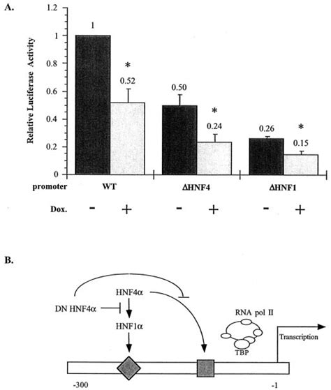 Effect Of Dn Hnf4 On Wild Type And Mutated Insulin Gene Promoter In Download Scientific Diagram