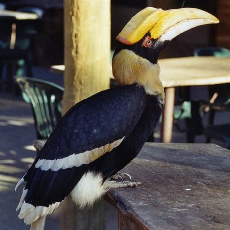 Hornbill Toucan Bird - Free photo on Pixabay - Pixabay