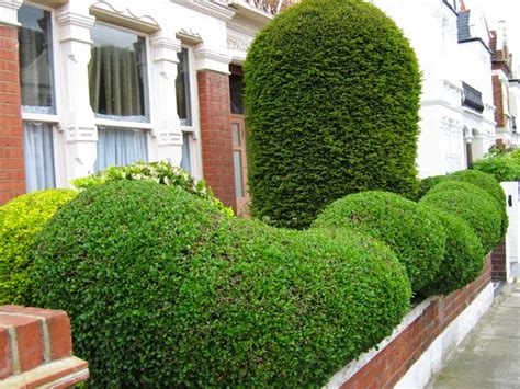 Home And Garden : Garden Hedge Ideas