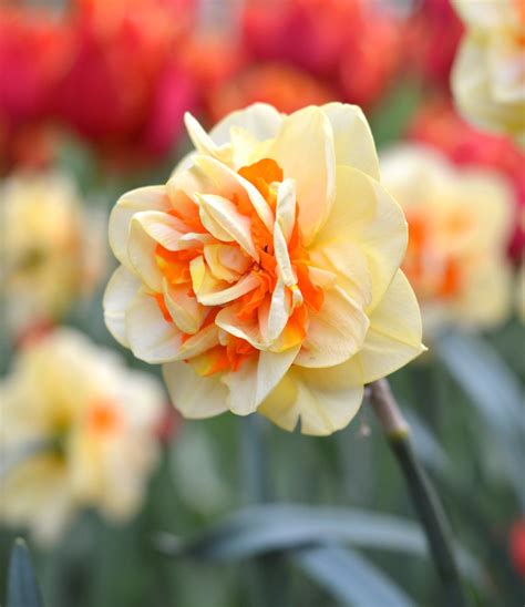 Orange Daffodil