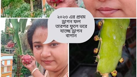 ছাদ বাগানে কুড়ি লিটার জলের ড্রামে কি করে ড্রাগন গাছ লাগাবেন আপনাদের