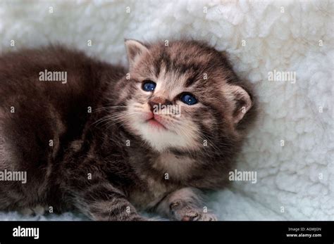 A 3 Week Old Kitten Stock Photo - Alamy