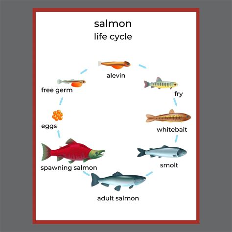 Salmon Life Cycle Stages Angelia Dahl