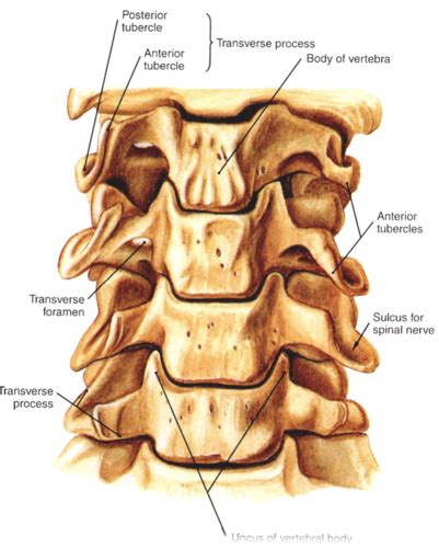 Anatomy The Back Flashcards Quizlet