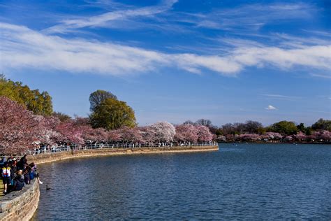 Cherry Blossoms on the Mall — Trust for the National Mall