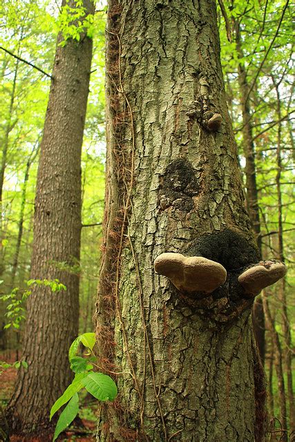 Mixed Mesophytic Forest 2 Flickr Photo Sharing