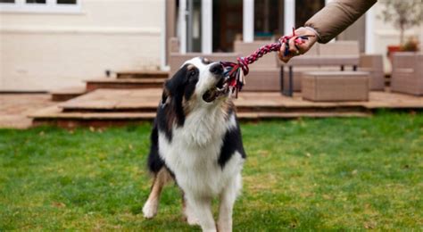 Come Educare Il Cane Nel Modo Giusto Gli Errori Che Non Sai Di Stare